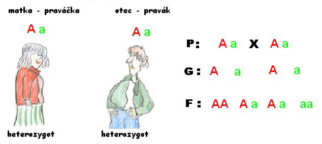 2 mendelov zákon 