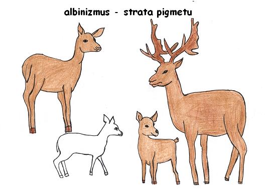 albinizmus