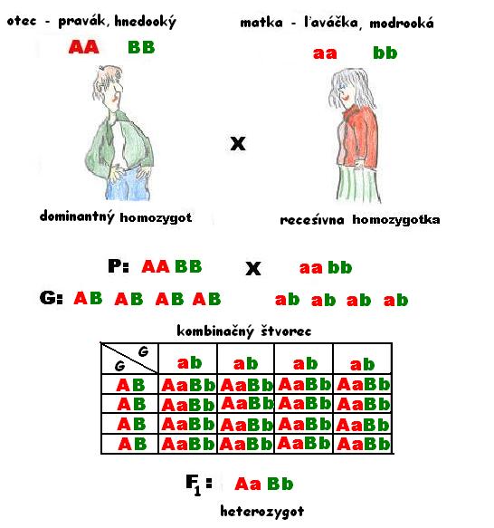 dihybridyzmus 