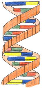 DNA