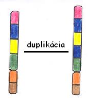 duplikcia