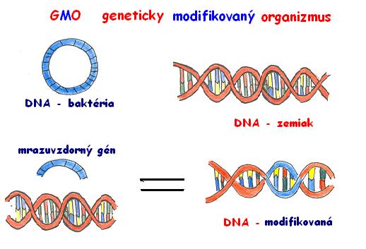 genetick modifikcia