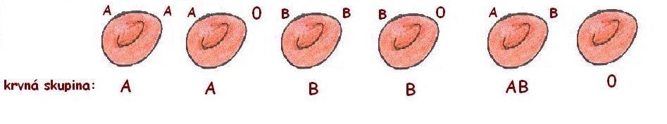typy krvných skupín