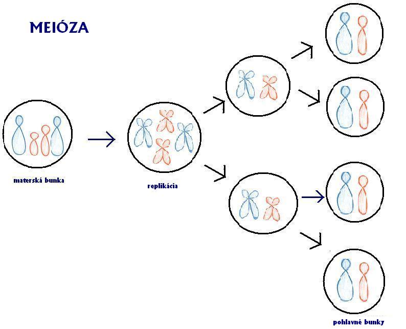 meioza