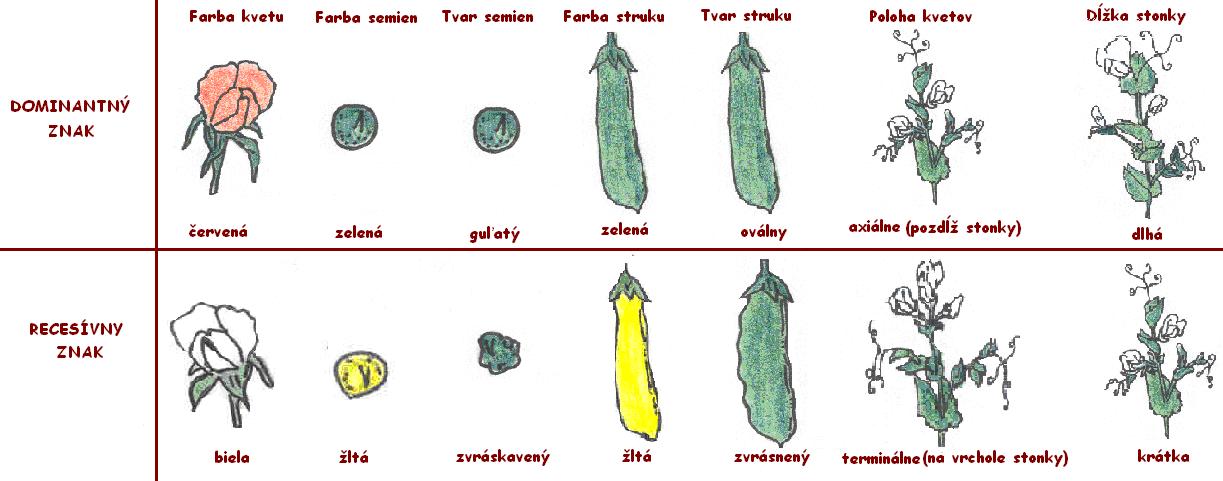 Objekt štúdia J.G.Mendela