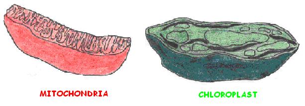  mitochondria a chloroplast