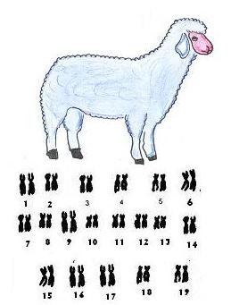 karyotyp ovce