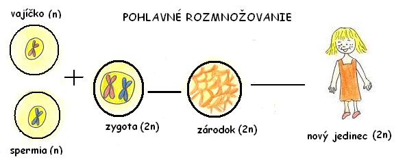 pohlavn rozmnoovanie
