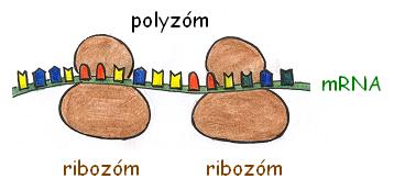 polyzom