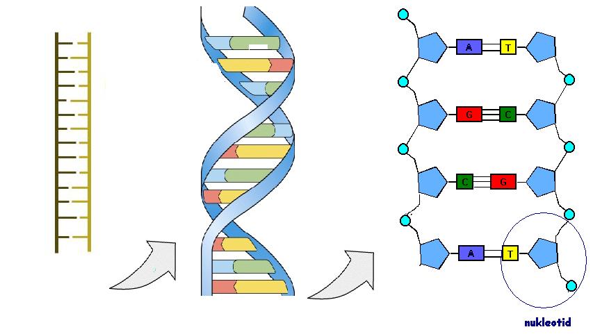 DNA