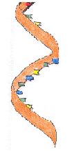 transfrov RNA