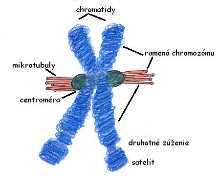  chromozm