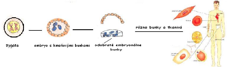 terapeutick klonovanie