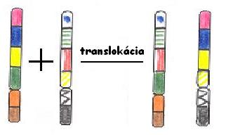 translokcia