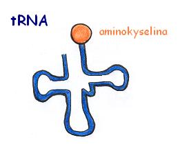 transfrov RNA
