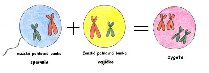 vznik zygoty